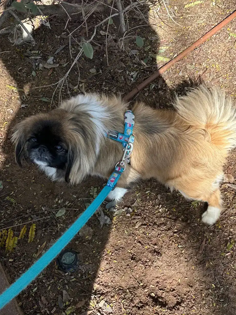 דוגווקינג - כרטיסיות