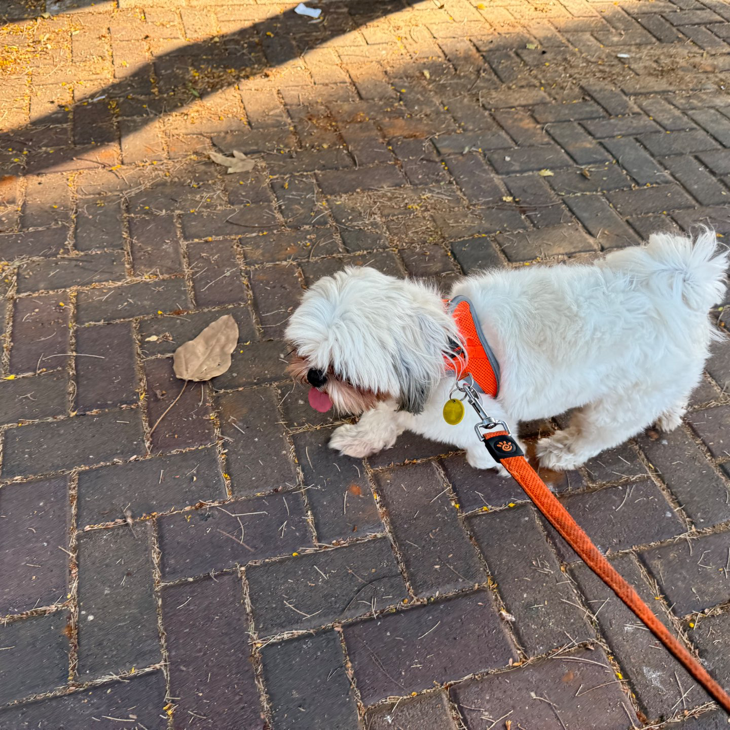 דוגווקינג - כרטיסיות