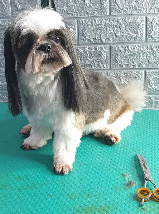 גזירת ציפורניים וניקוי אוזניים