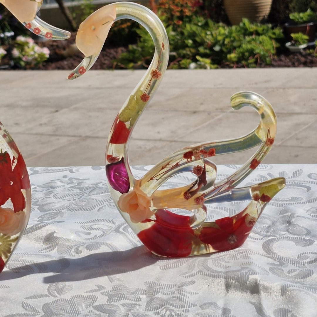 פריחת הברבור