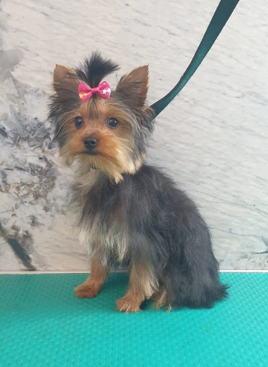 טיפול בפרעושים וקרציות עם שמפו מיוחד