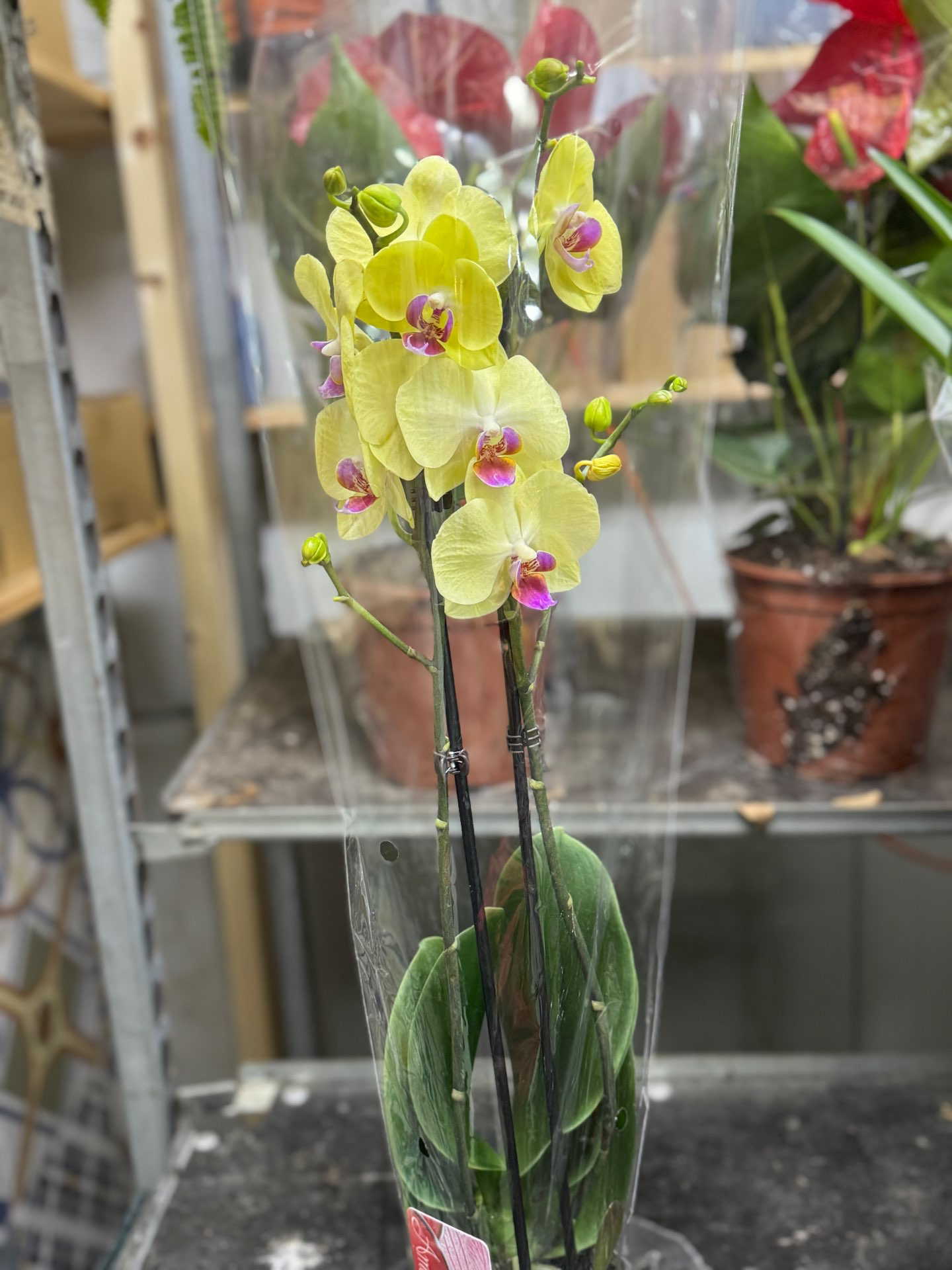 סחלבים זוגות במגוון צבעים