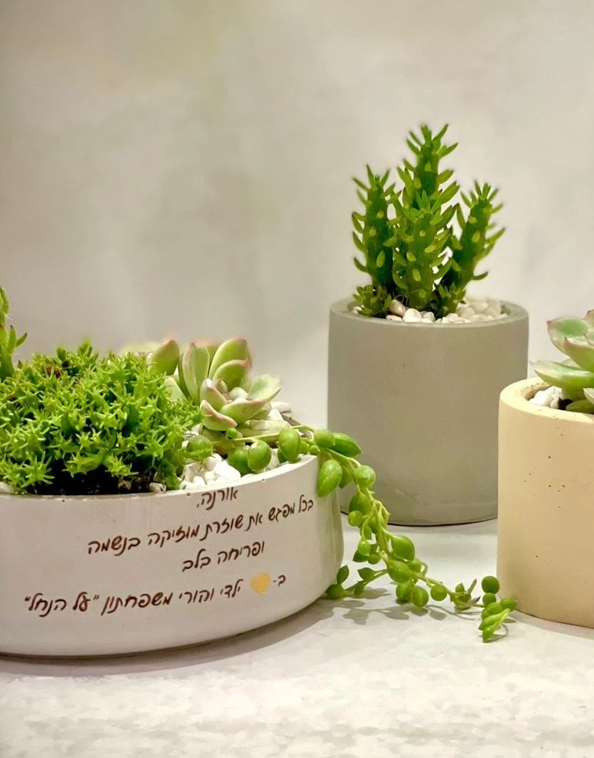 קערת סוקולנטים