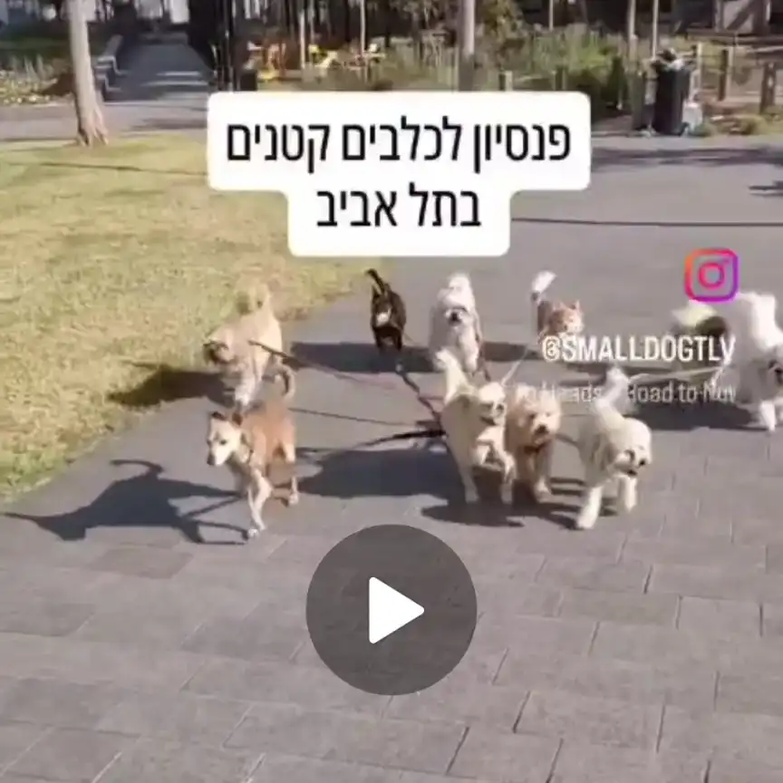 פנסיון ביתי
