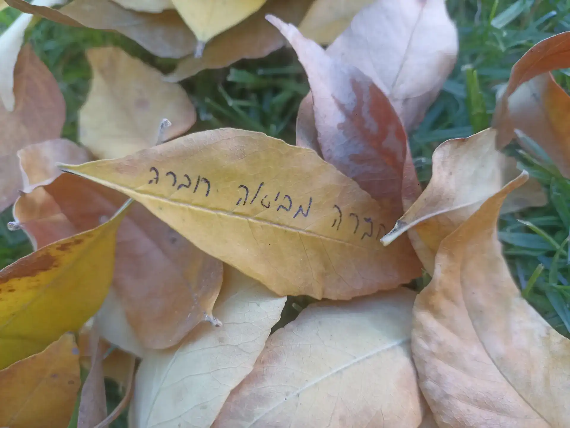 חברה מביאה חברה