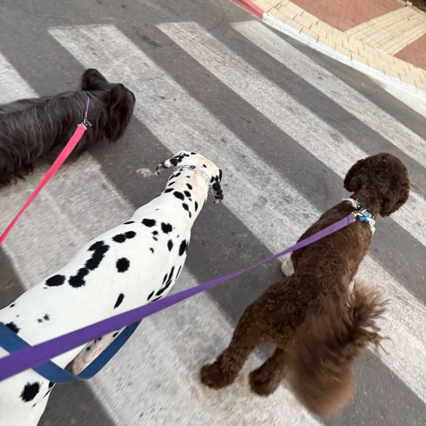 דוגווקינג – טיולי כלבים בהתאמה אישית