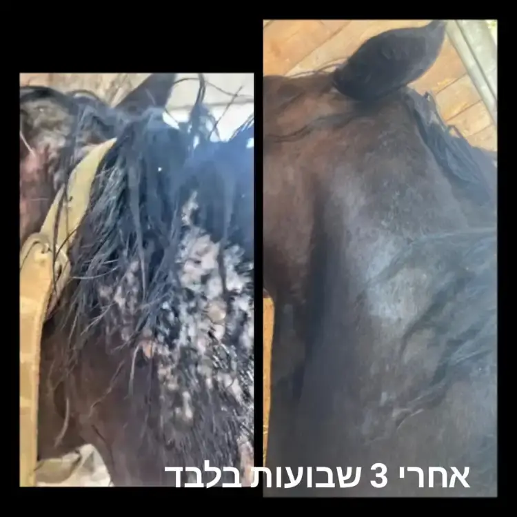 משחה לטיפוח ושיקום עור הסוס עשויה מ 100% רכיבים טבעים  המחיר כולל משלוח עד הבית  גודל : 1 ליטר