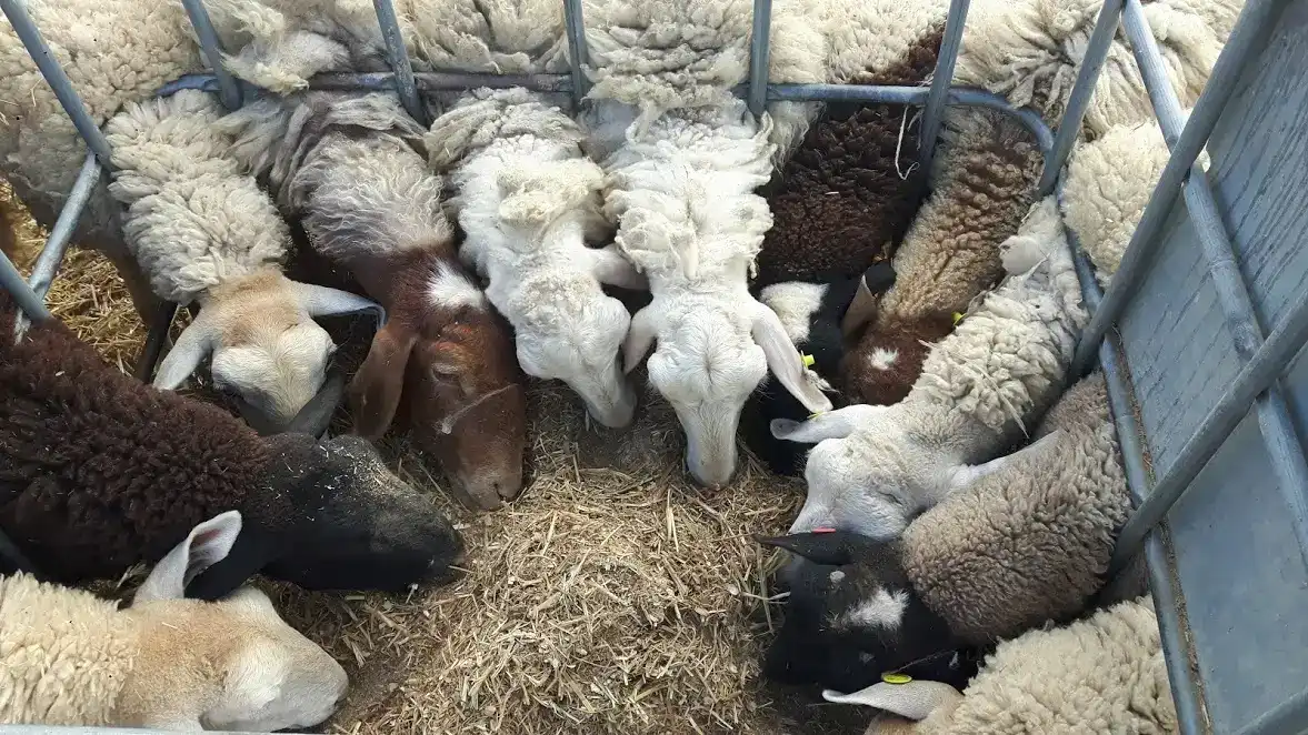 ODT עם כבשים: הדרך היצירתית לפיתוח צוותים