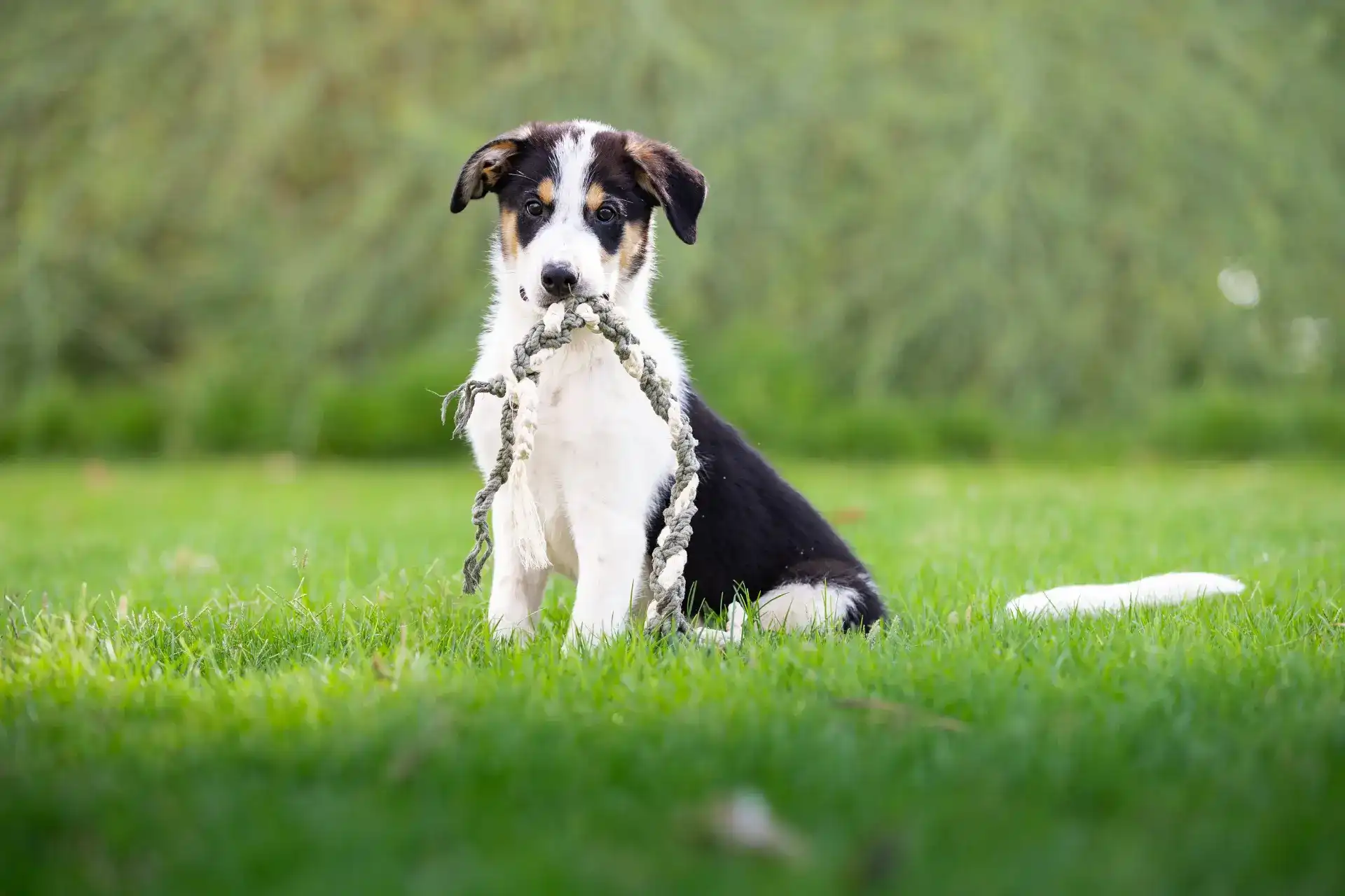 גורי בורדר קולי למכירה