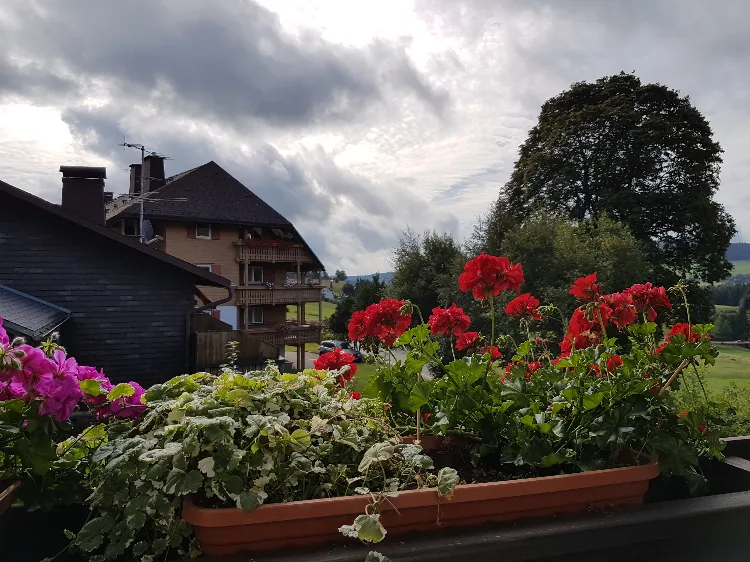 היער השחור גרמניה