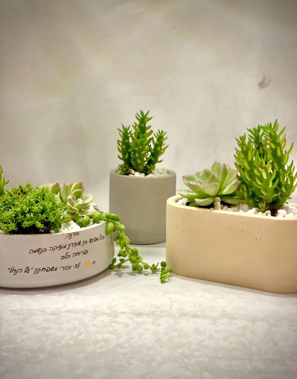 קערת סוקולנטים אובלית