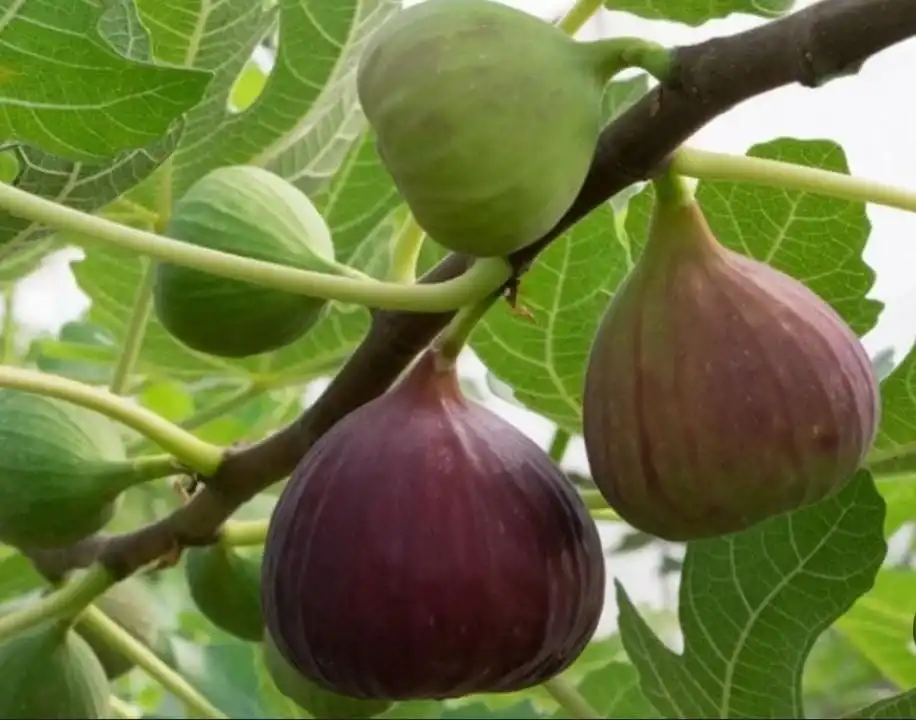 סיור בכפר אבו גוש