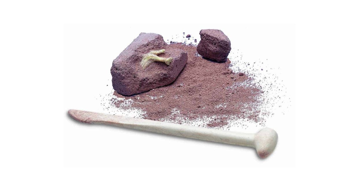 ביצת ארכיאולוג דינוזאור