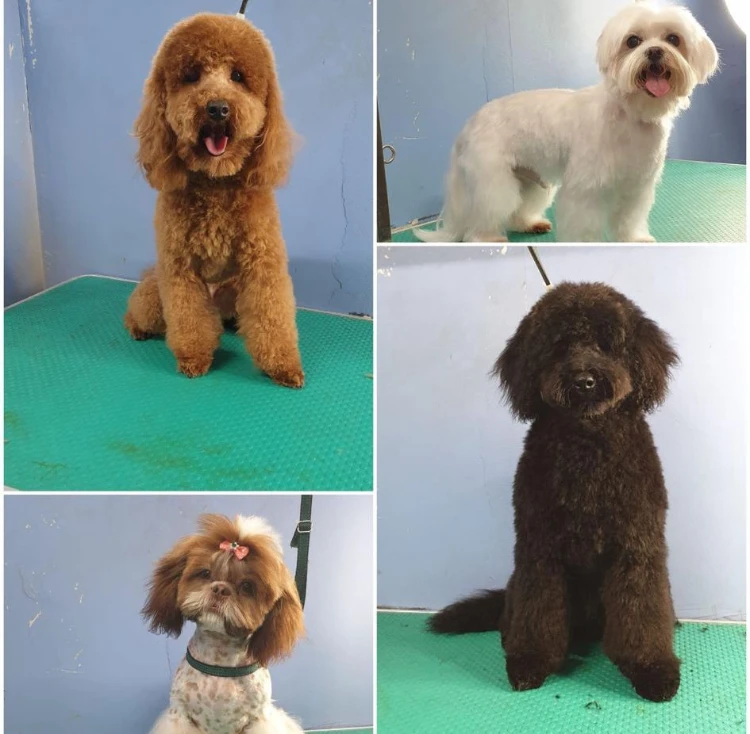 טיפול בפרעושים וקרציות עם שמפו מיוחד