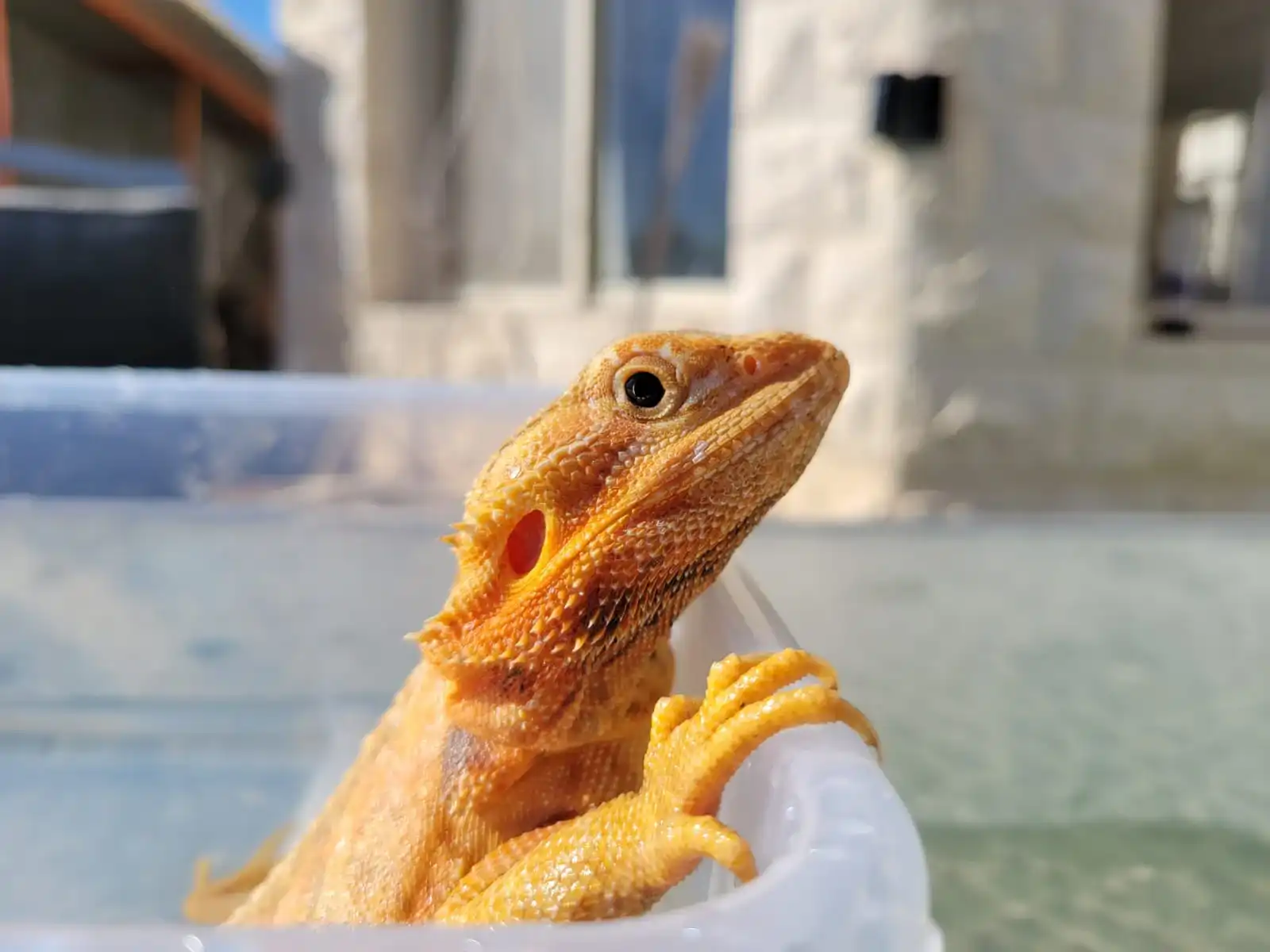 איך ליצור חווית יום הולדת בלתי נשכחת עם חיות