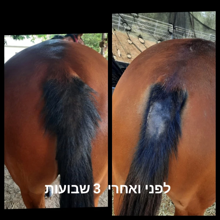 משחה לטיפוח ושיקום עור הסוס עשויה מ 100% רכיבים טבעים  המחיר כולל משלוח עד הבית  גודל : 1 ליטר