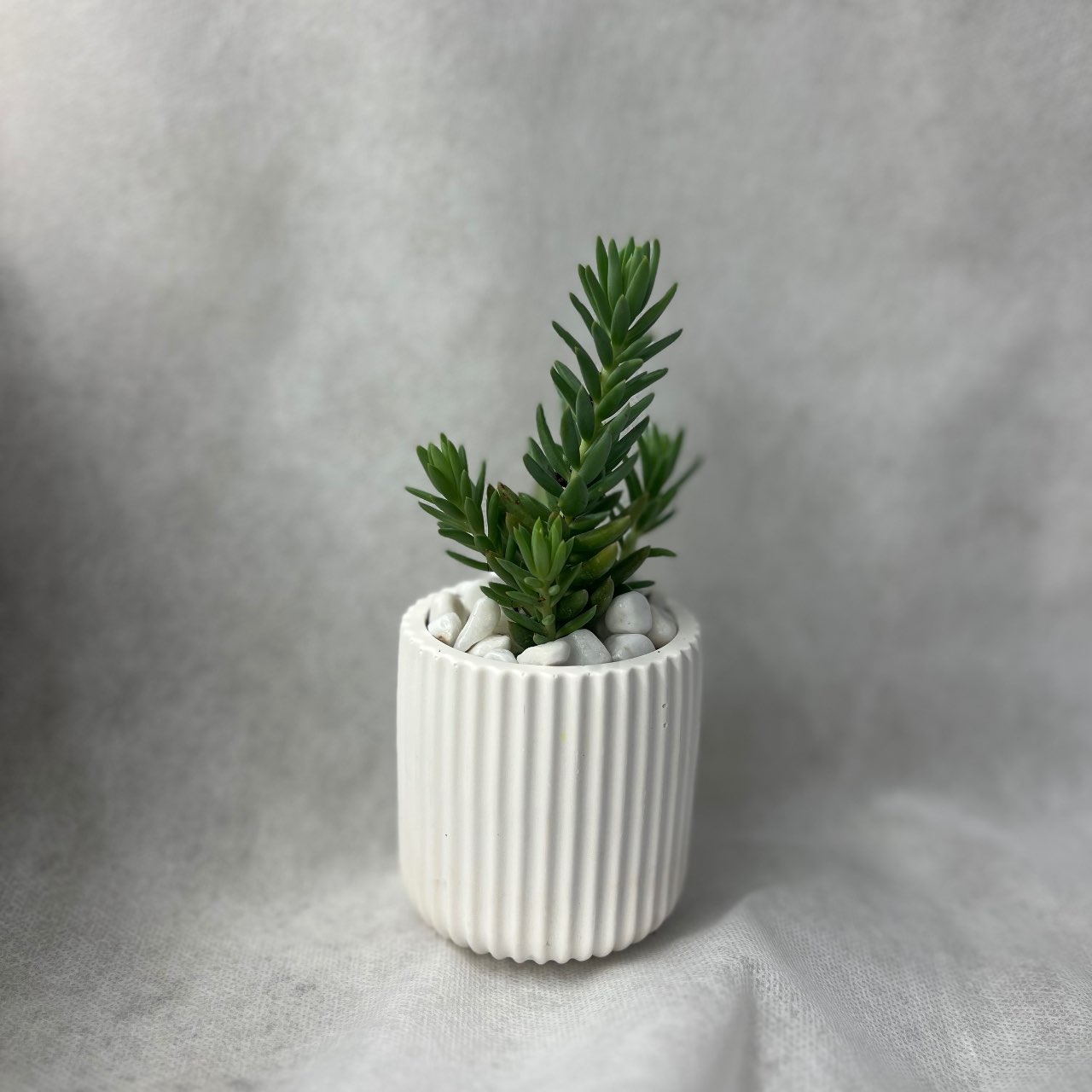 עציץ פסים עם סוקולנט