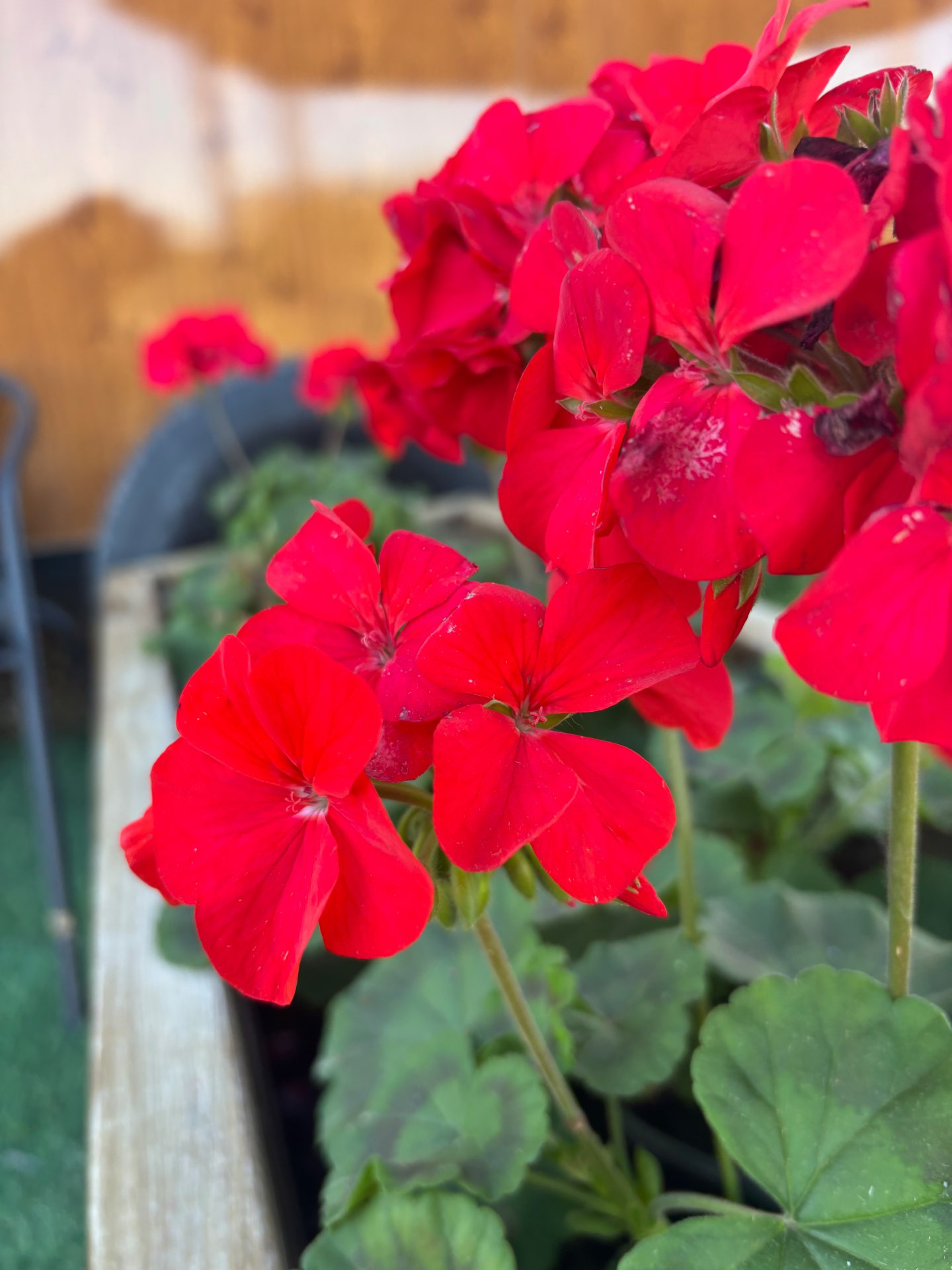 הבקתה בחווה B”H village