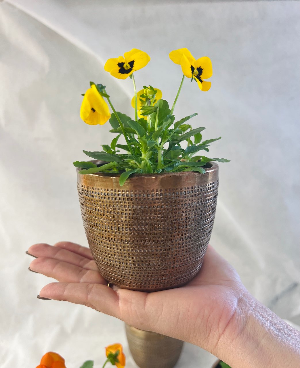 עציץ בכלי מתכת פליז