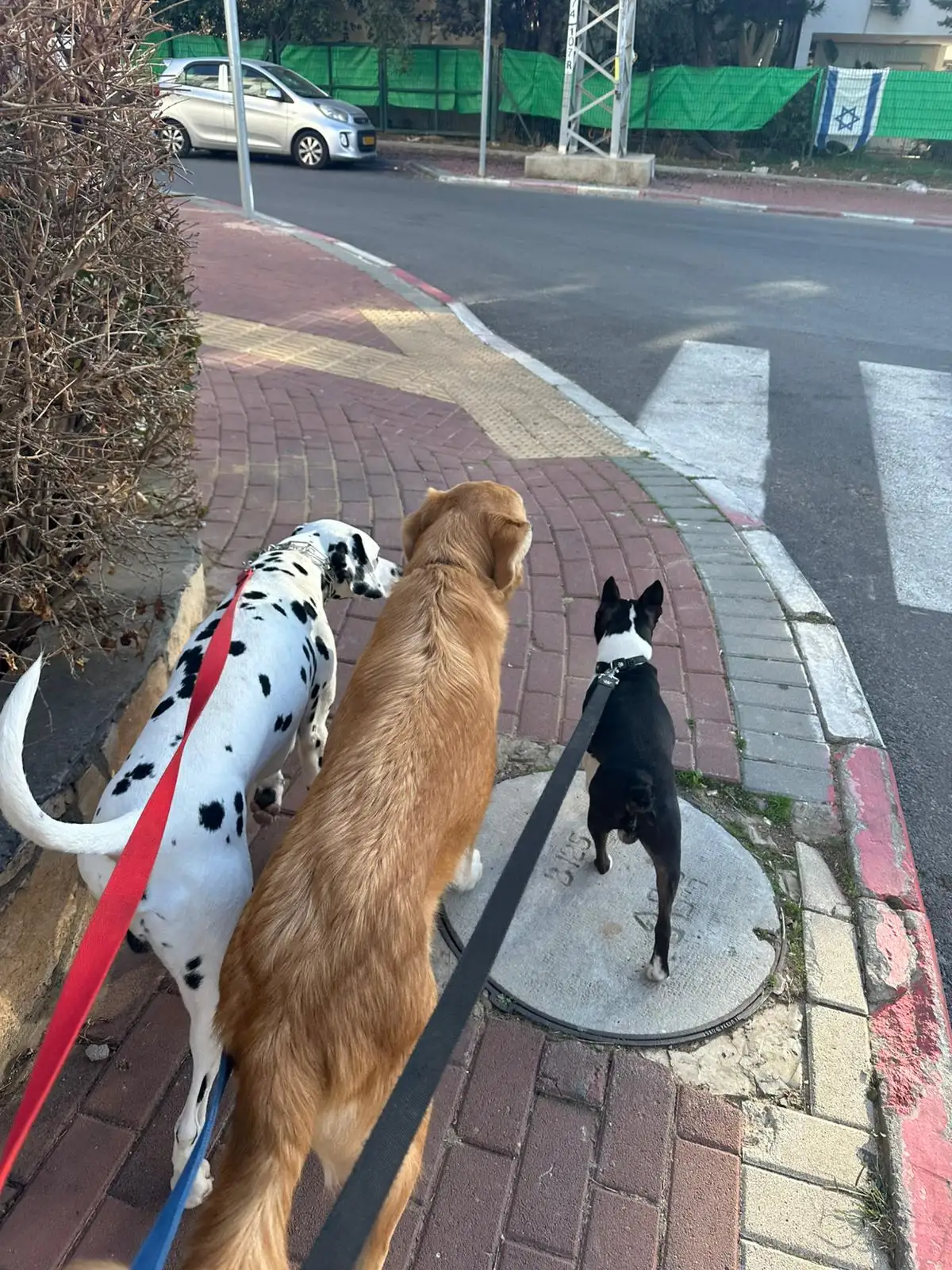 דוגווקינג – טיולי כלבים בהתאמה אישית