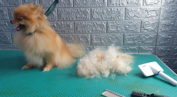 פתיחת קשרים, טיפוח ודילול פרווה