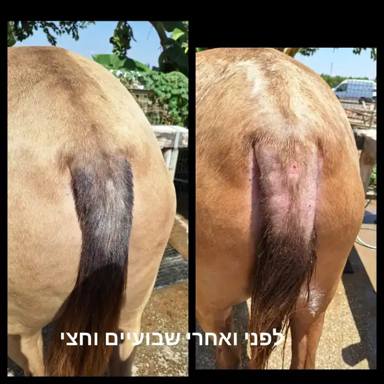 משחה לטיפוח ושיקום עור הסוס עשויה מ 100% רכיבים טבעים  המחיר כולל משלוח עד הבית  גודל : 1 ליטר