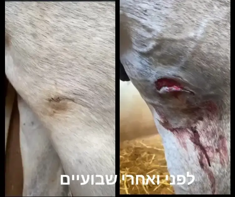 משחה לטיפוח ושיקום עור הסוס עשויה מ 100% רכיבים טבעים  המחיר כולל משלוח עד הבית  גודל : 1 ליטר