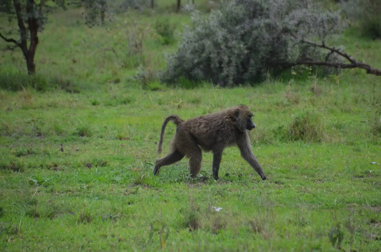ספארי עומק בטנזניה