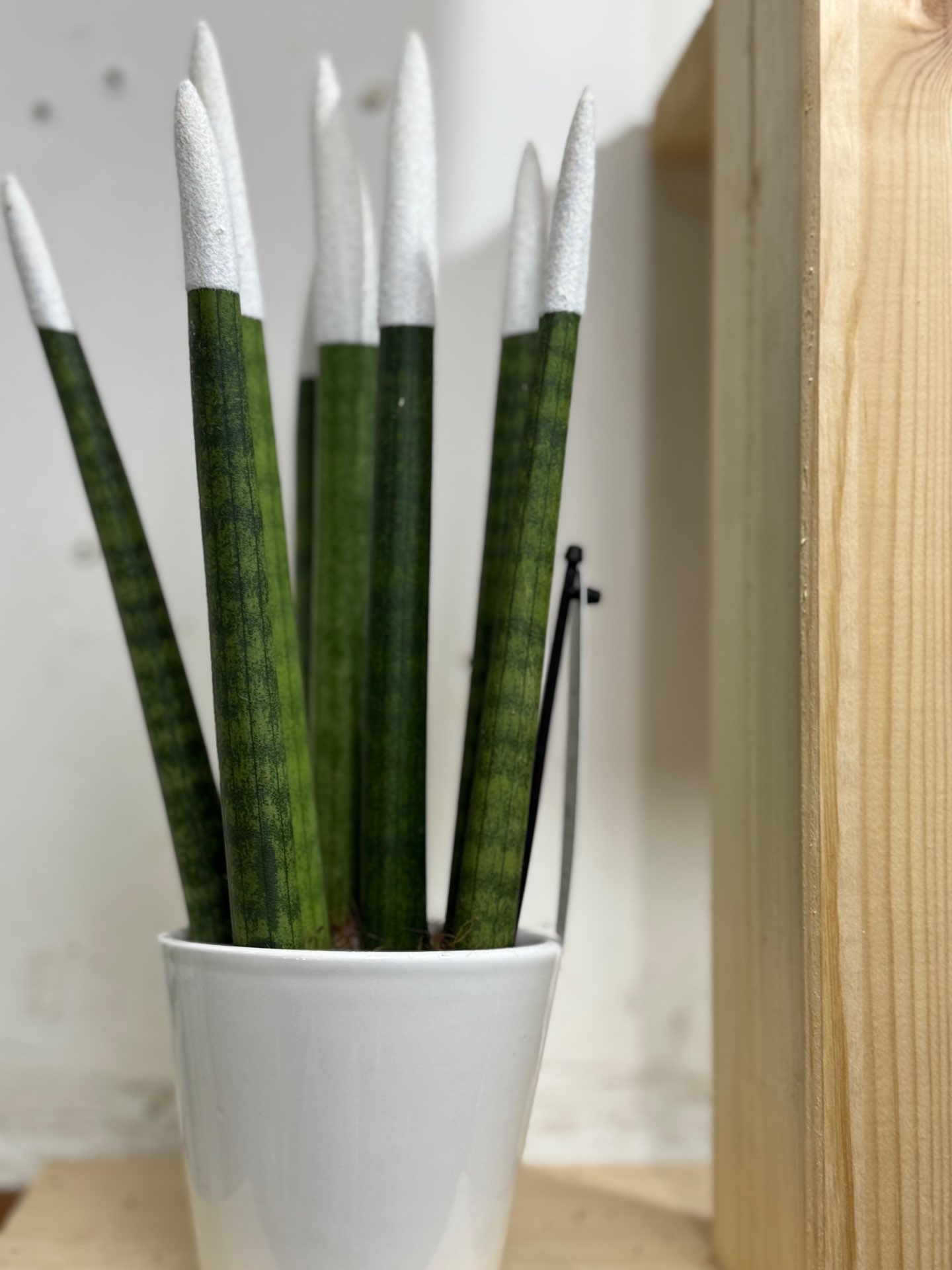 עציץ סנסיווריה צבעונית