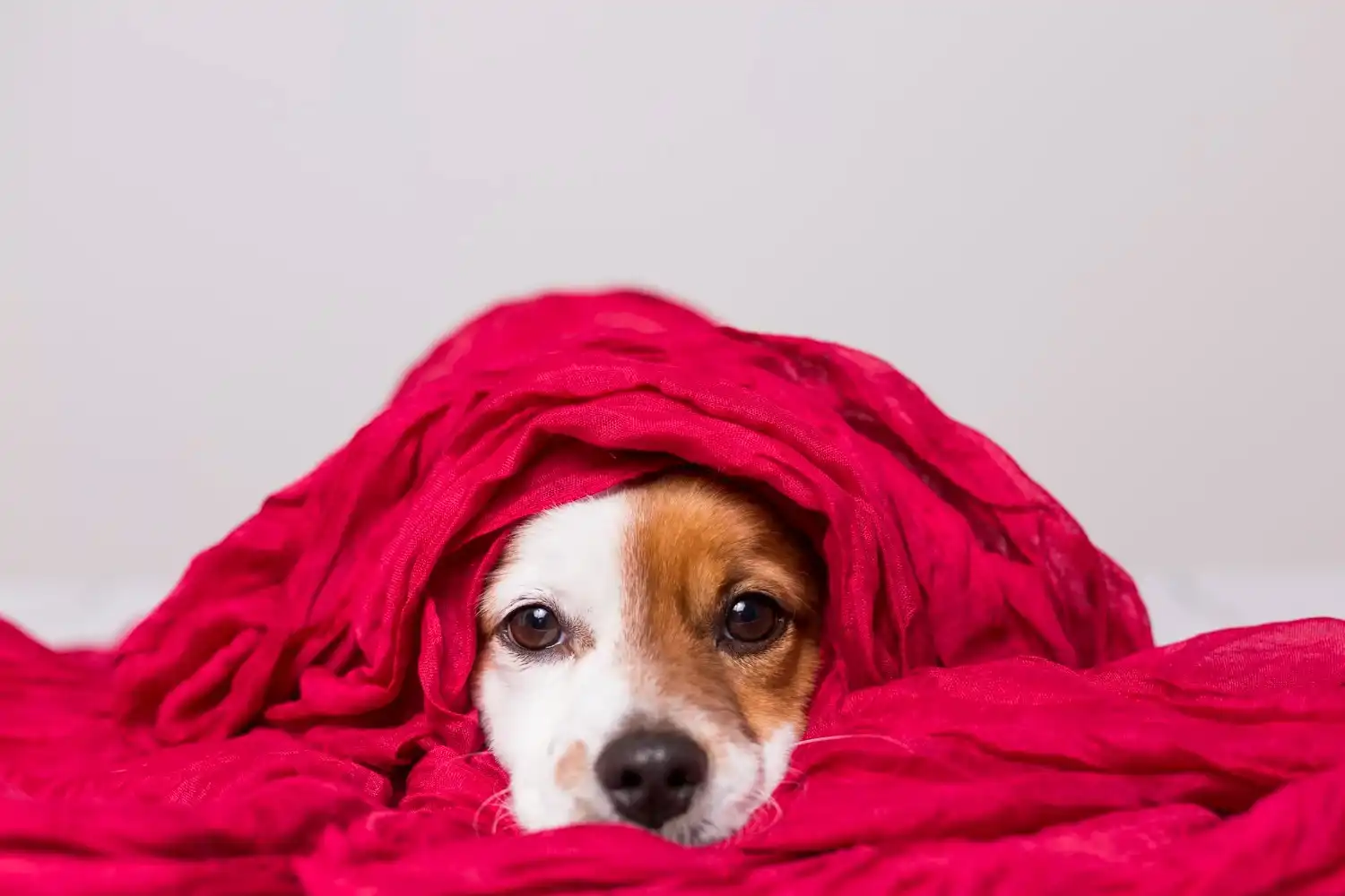 אירוח כלבבי