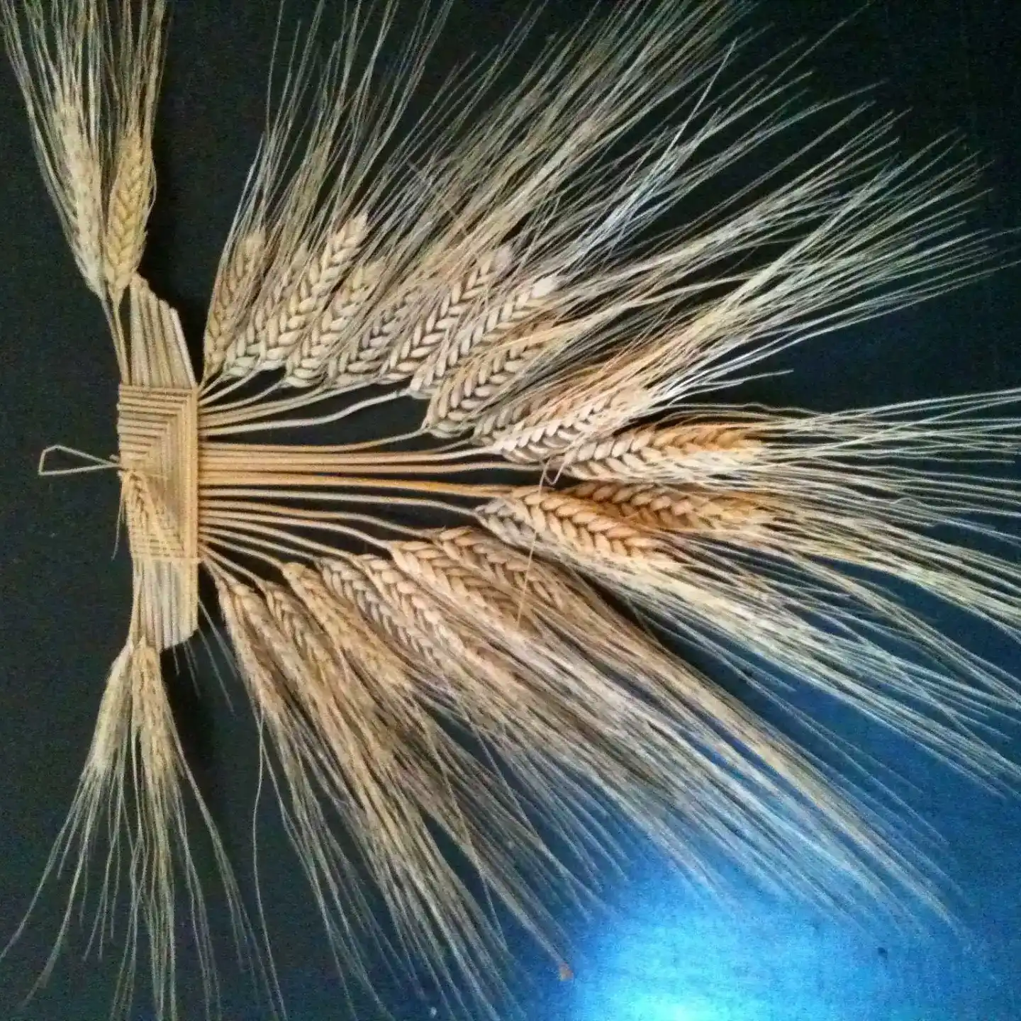 מקלעות שיבולים