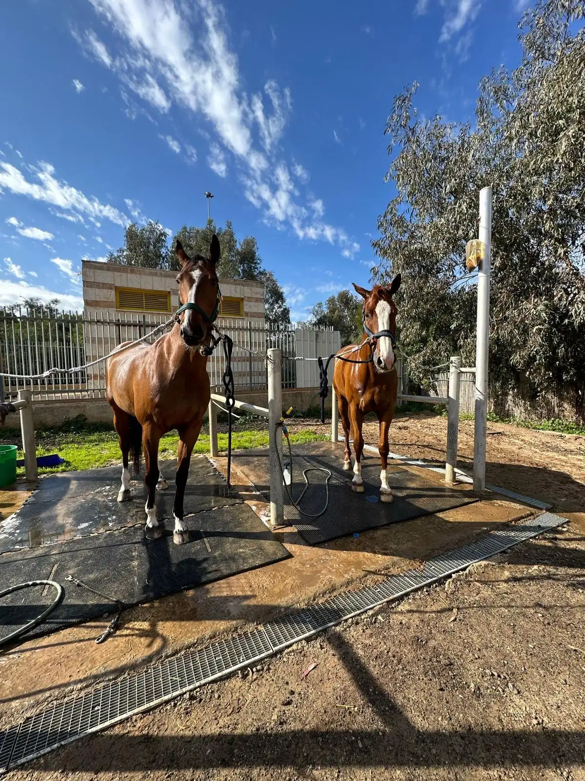 שירותי פנסיון לסוסים