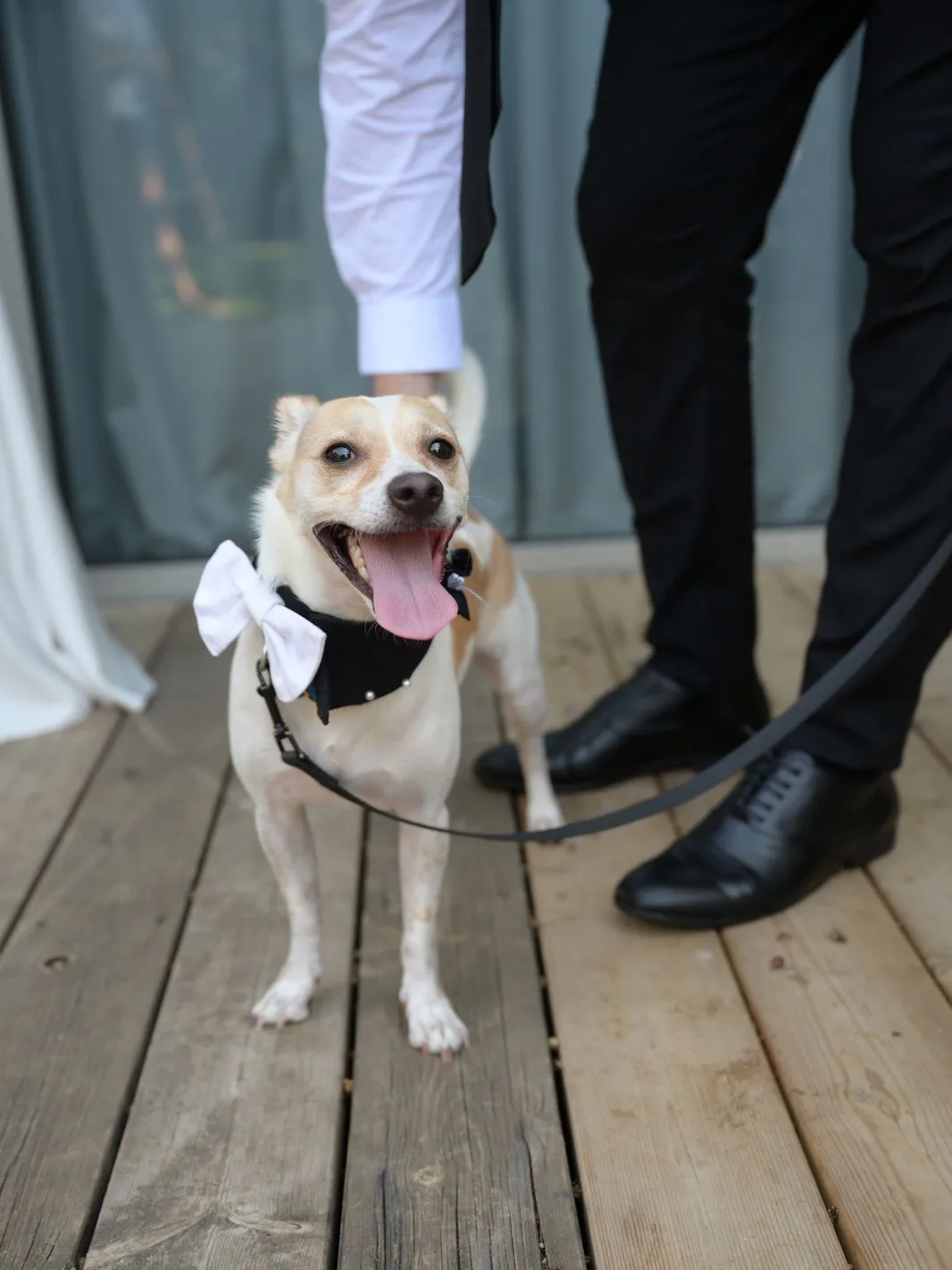 ליווי הכלב לצילומים, קבלת פנים וחופה, וליווי יום מלא לאירועים מיוחדים