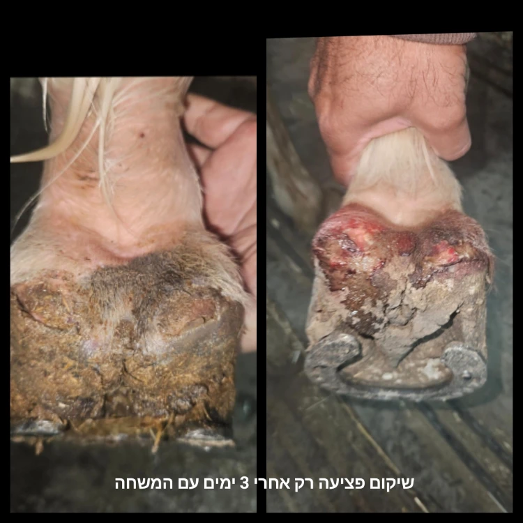 משחה לטיפוח ושיקום עור הסוס עשויה מ 100% רכיבים טבעים  המחיר כולל משלוח עד הבית  גודל : 1 ליטר