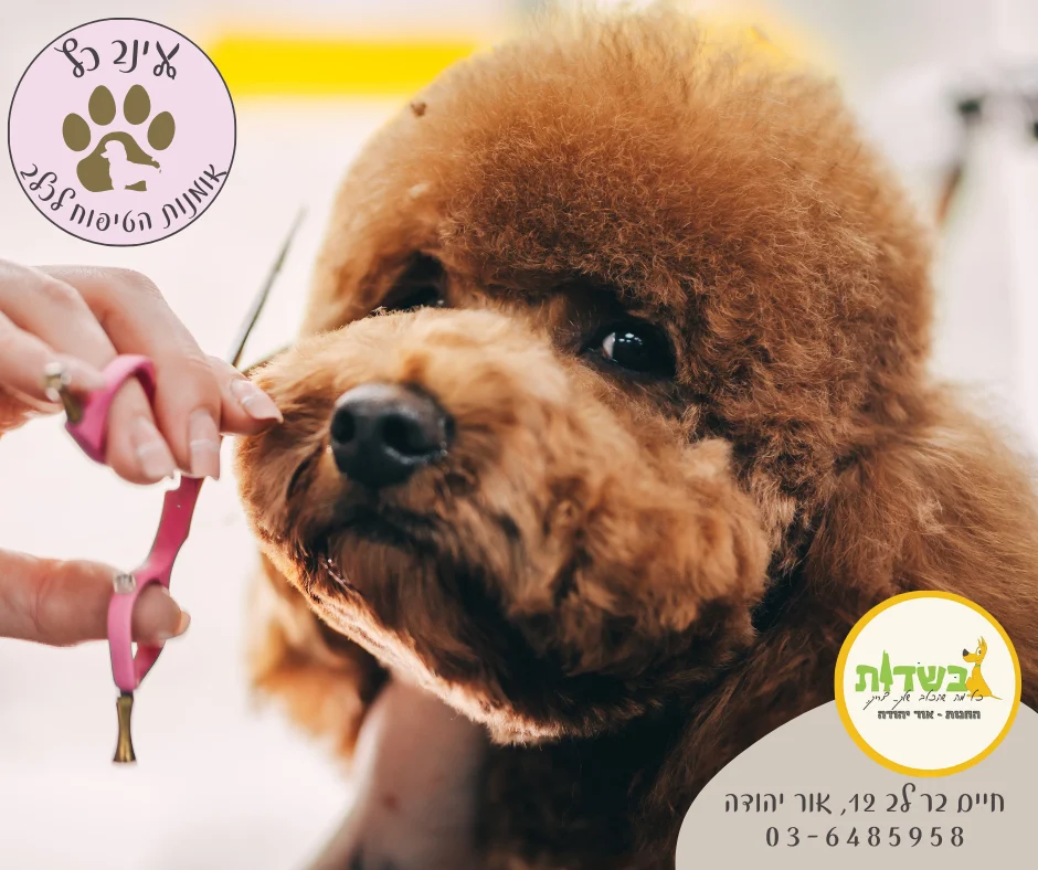 טיפוח לכל סוגי הכלבים