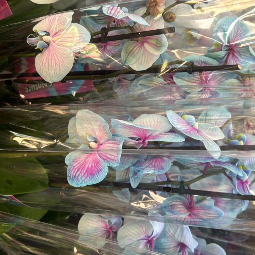 סחלב כחול זוגות