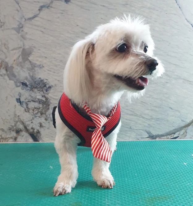 טיפול בפרעושים וקרציות עם שמפו מיוחד