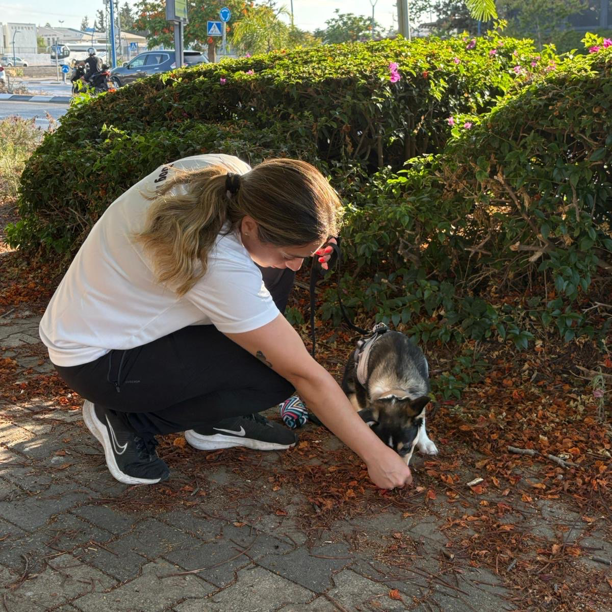 אילוף בסיסי לכלבים – תקשורת נכונה לבניית קשר חזק ובריא