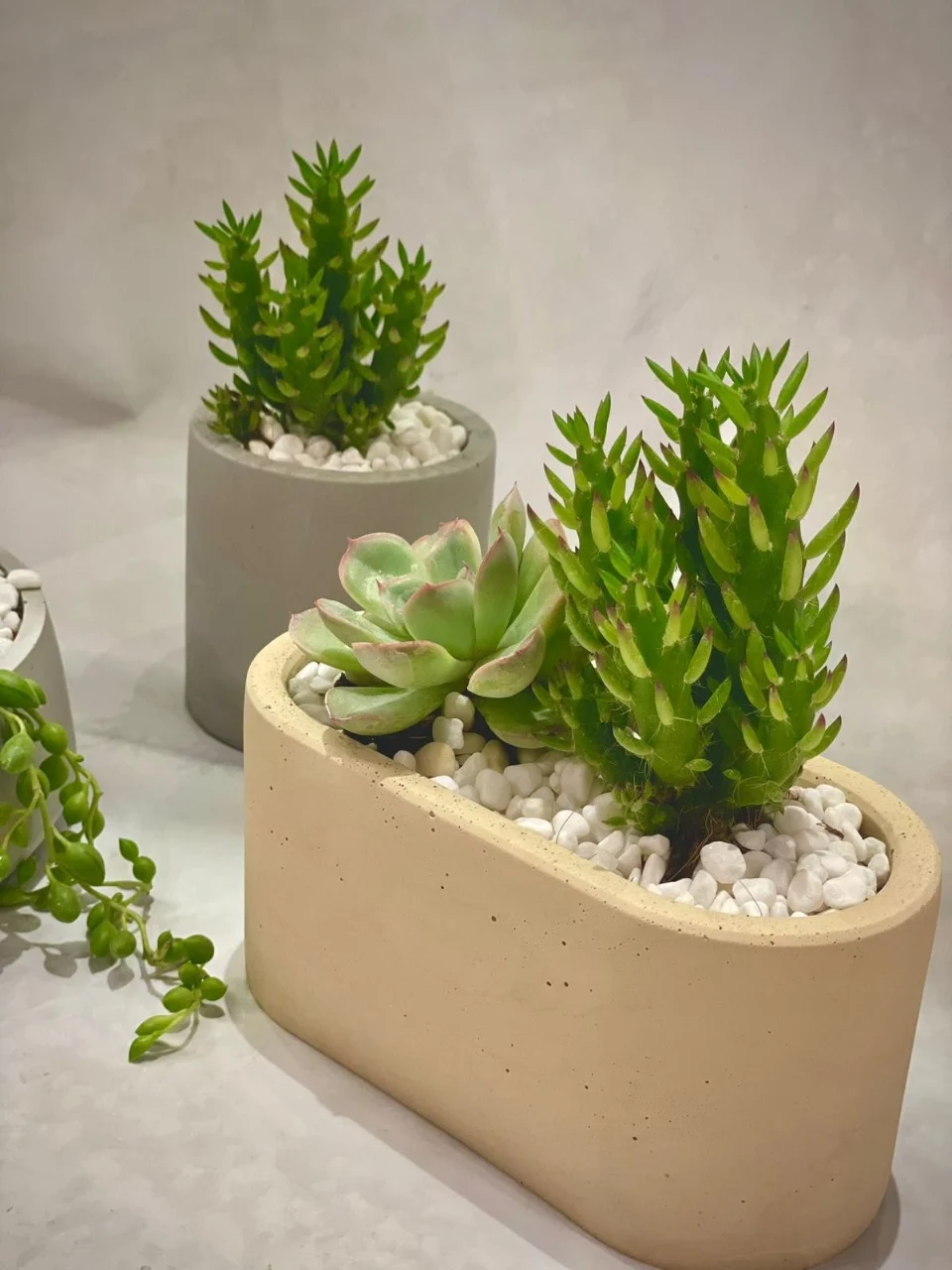 קערת סוקולנטים אובלית