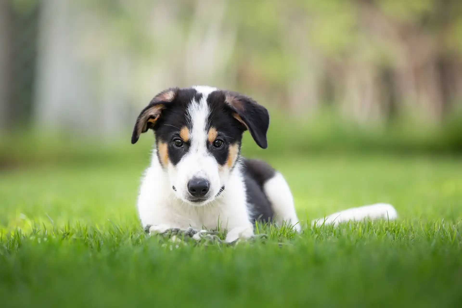 גורי בורדר קולי למכירה