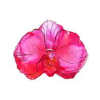 yaarati