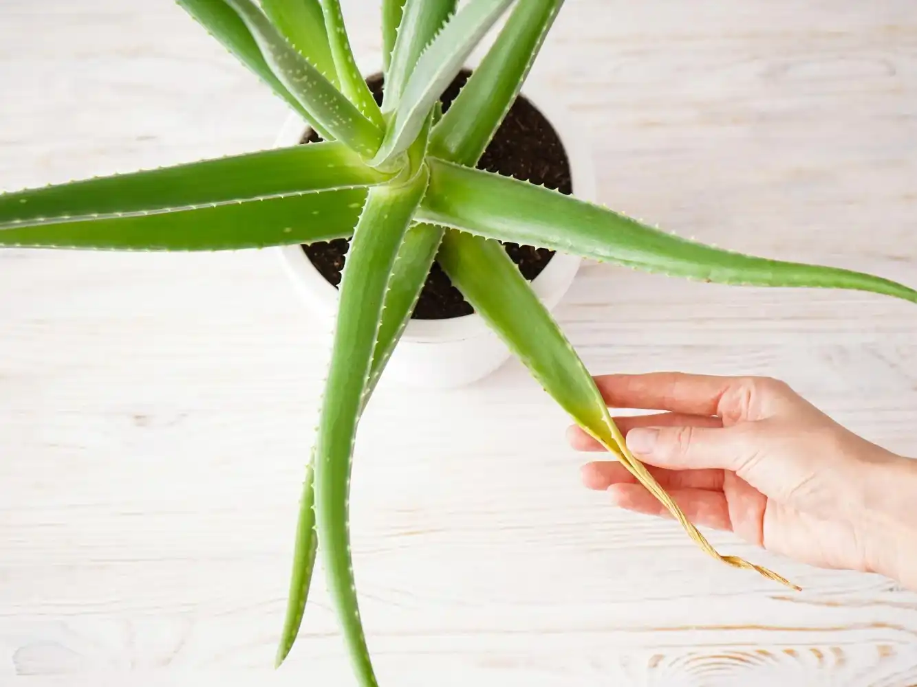 קצת עליי || כרמית יופי ובריאות