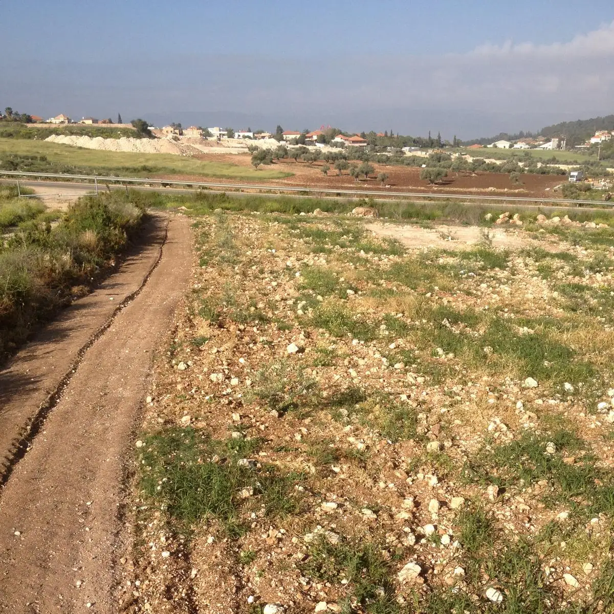 סיקול אבנים בשטח חקלאי
