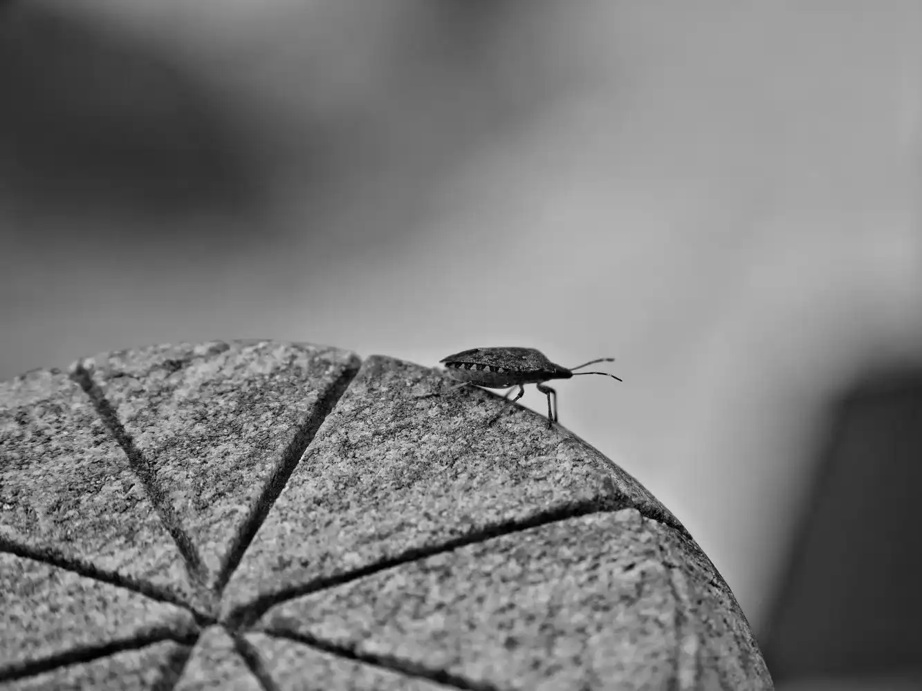 הדברה לדירה 3 חדרים - ג'וקים ונמלים