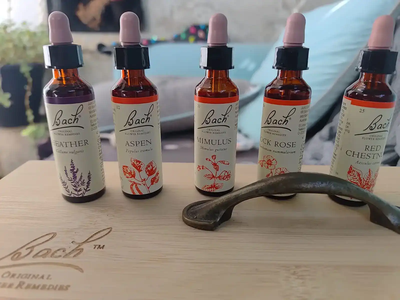 פרחי באך לכלבים – איזון רגשי טבעי לחיות המחמד שלכם