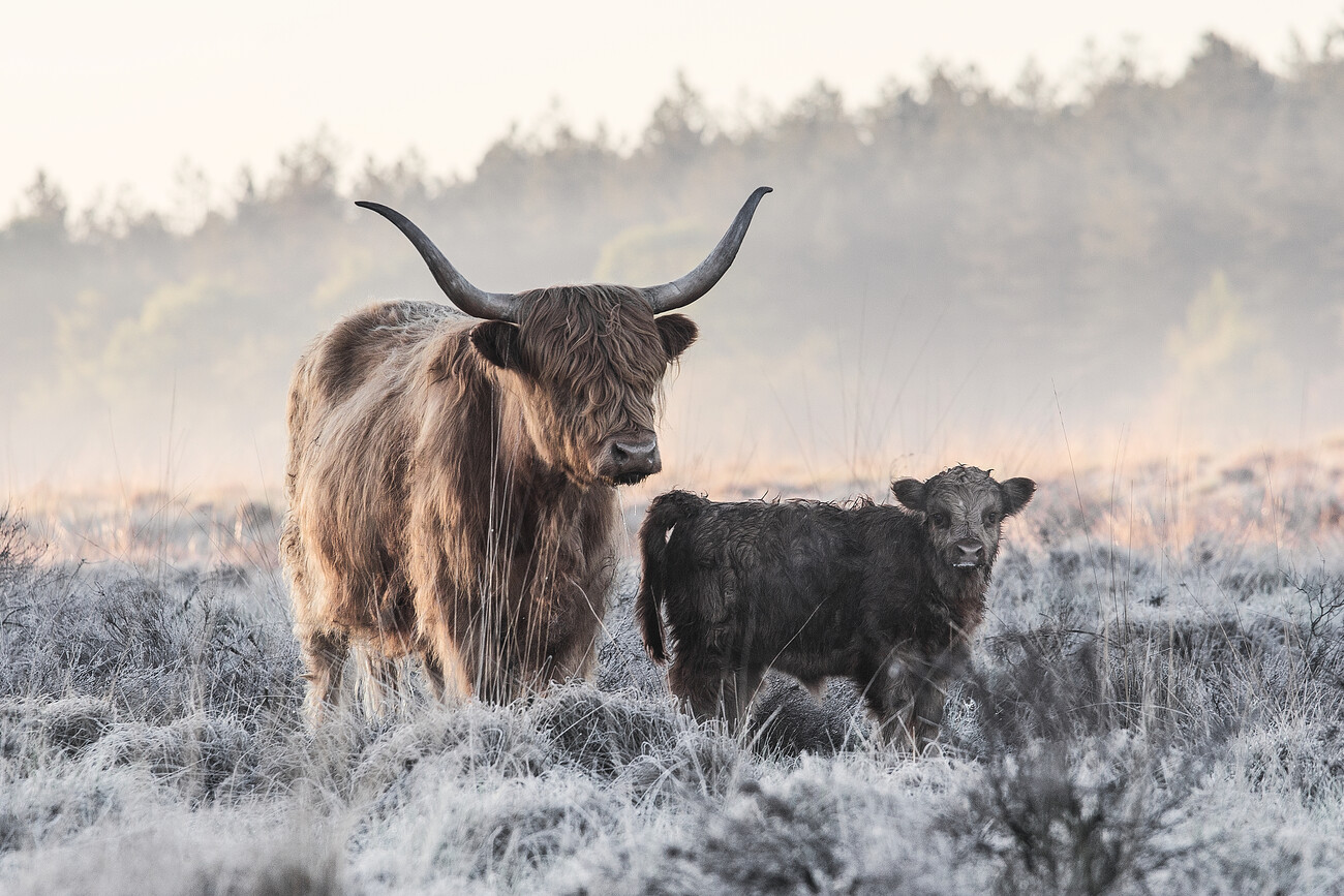 Umělecká fotografie Highlander and Calf, Jaap van den, (40 x 26.7 cm)