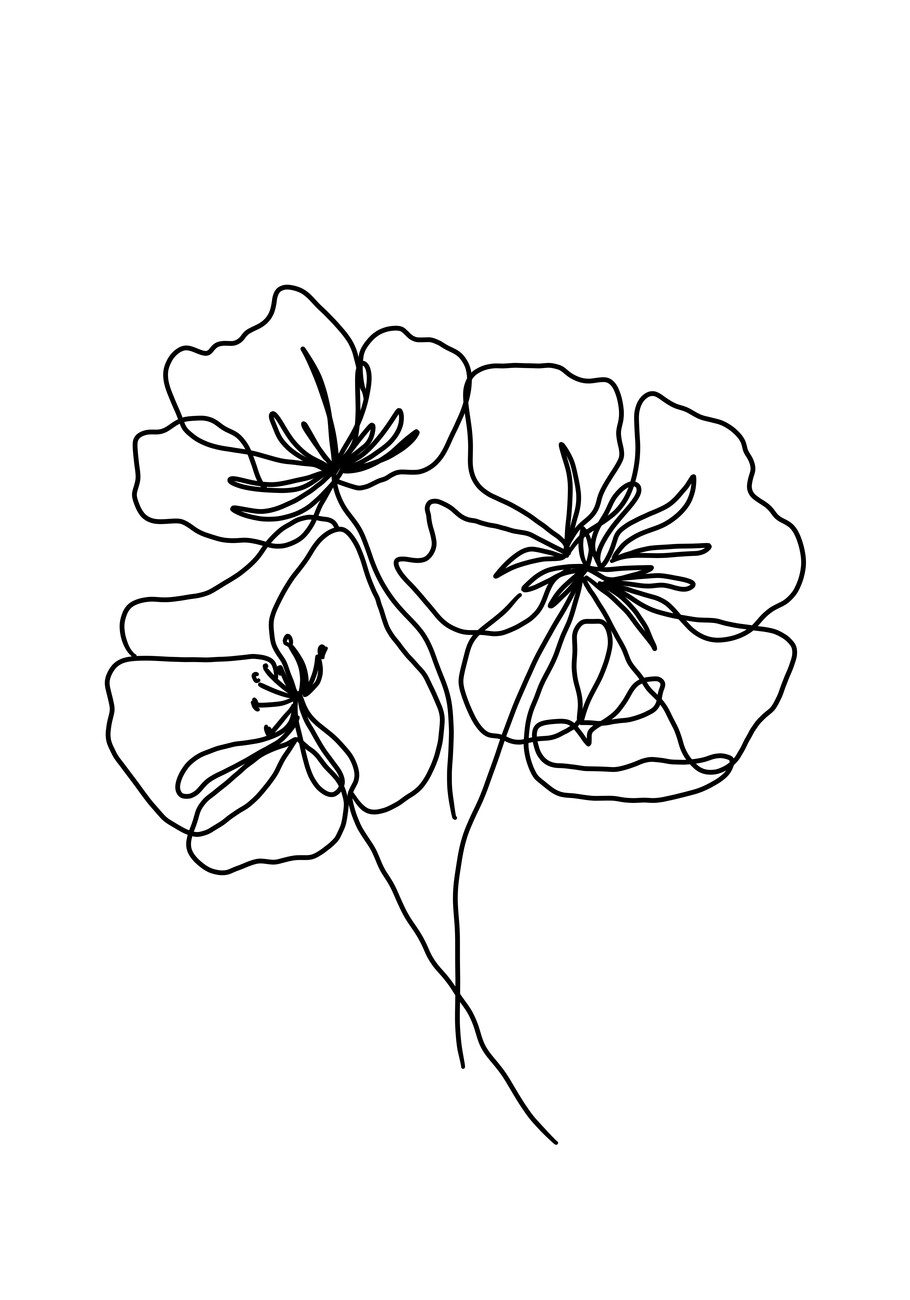 Illustration Black poppy