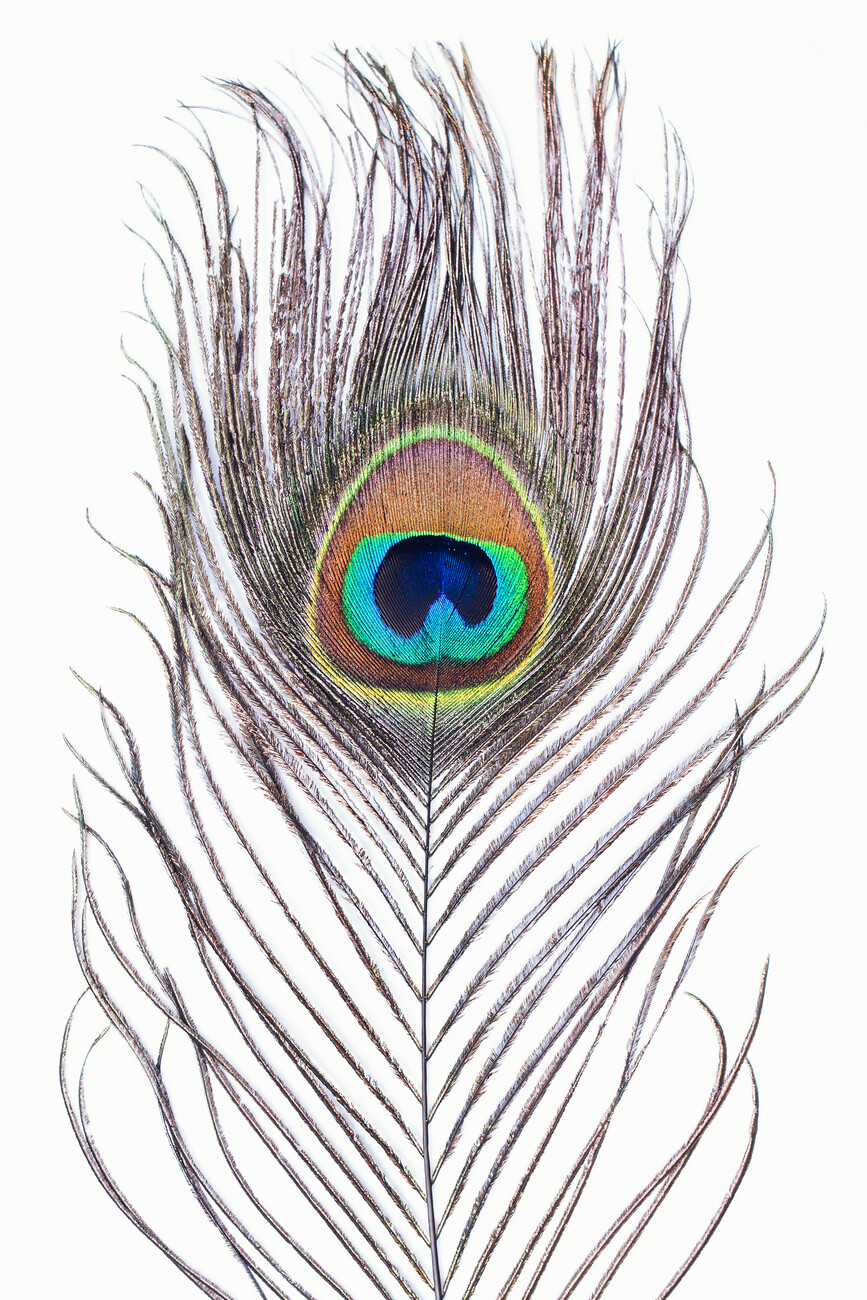 one real peacock feather