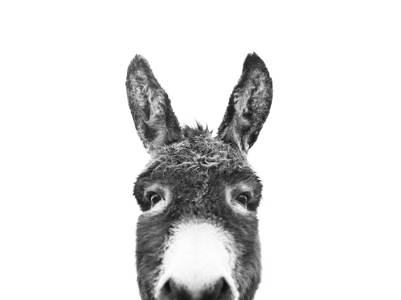 Canvas Print Hello donkey