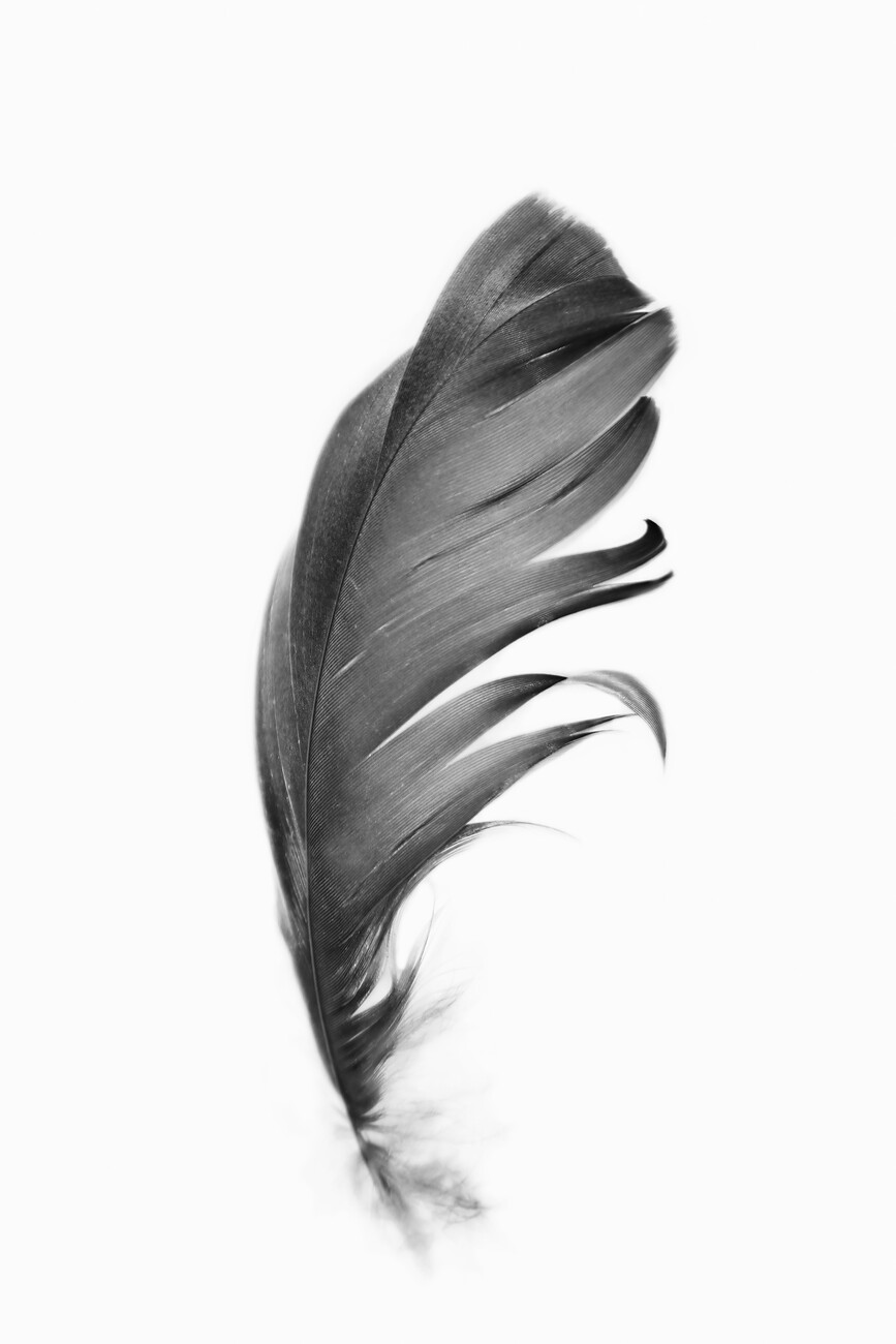 Black feather | Posters, Art Prints, Wall Murals | +250 000 motifs